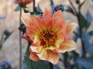 Redwood Nursery Garden Center in Santa Cruz CA